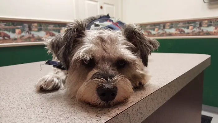 Boyette Animal Hospital 3