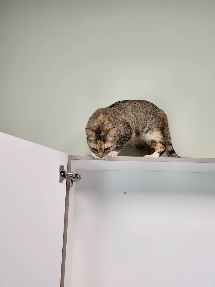 Boyette Animal Hospital 5