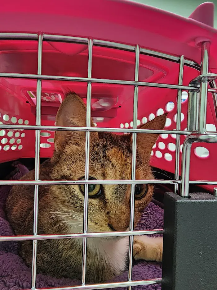 Boyette Animal Hospital 10