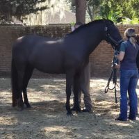 Surgi-Care Center For Horses ico