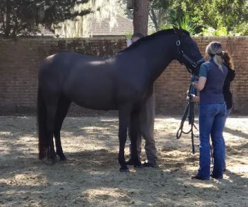 Surgi-Care Center For Horses