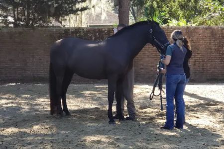 Surgi-Care Center For Horses