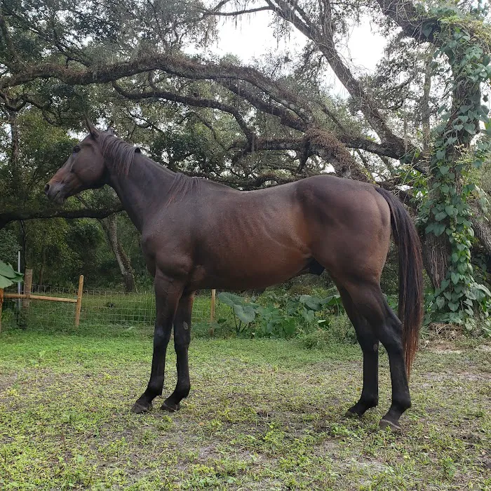 Surgi-Care Center For Horses 12