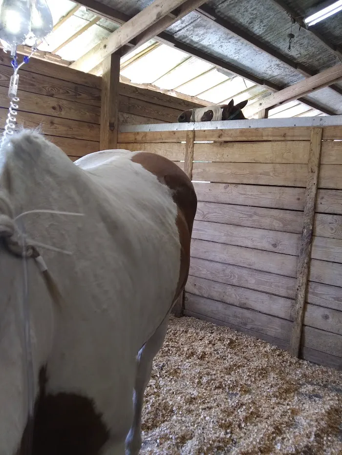 Surgi-Care Center For Horses 12