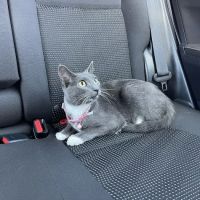 Big Bend Animal Hospital Inc ico