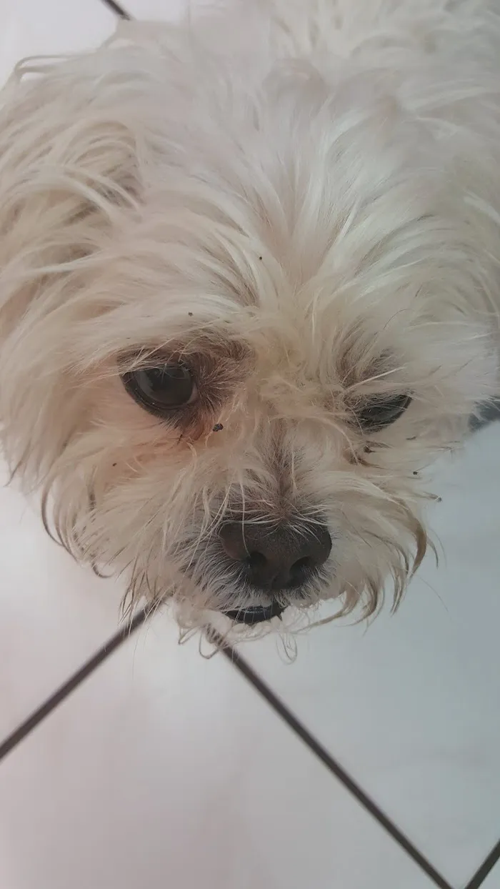 Big Bend Animal Hospital Inc 12