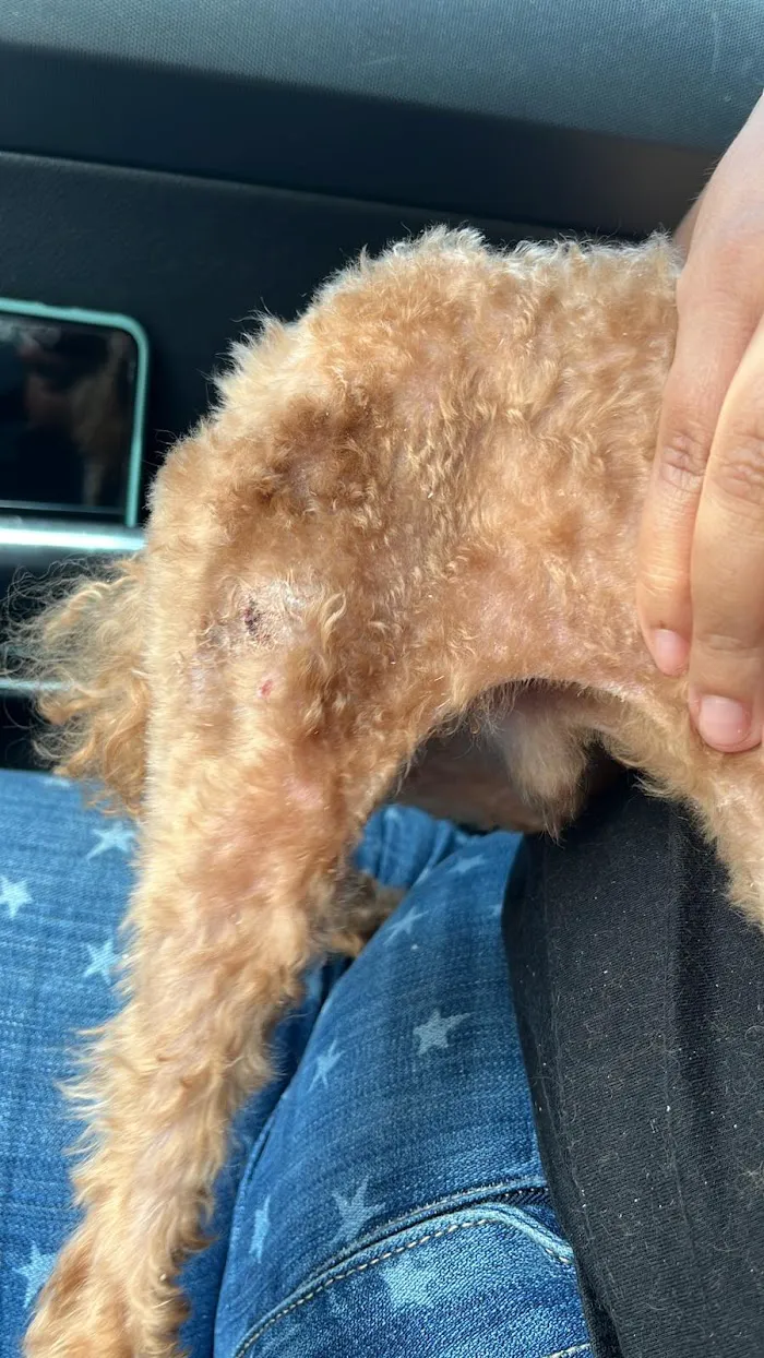 Big Bend Animal Hospital Inc 12