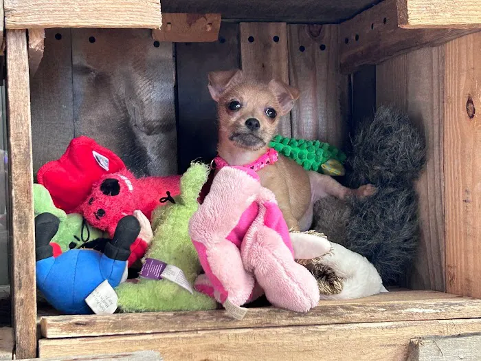 Big Bend Animal Hospital Inc 12