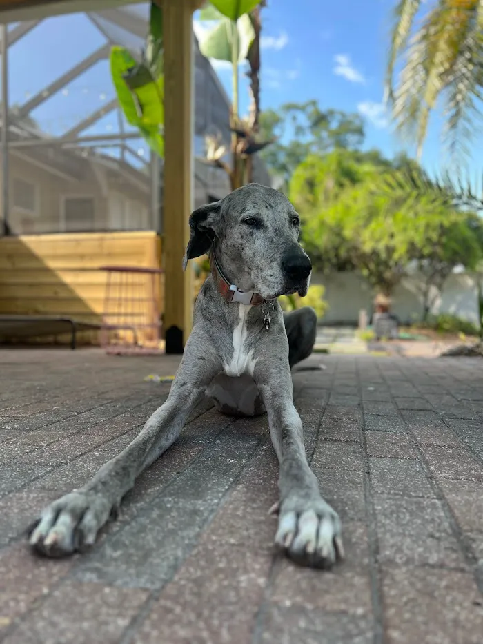 The Heights Veterinary Clinic 12