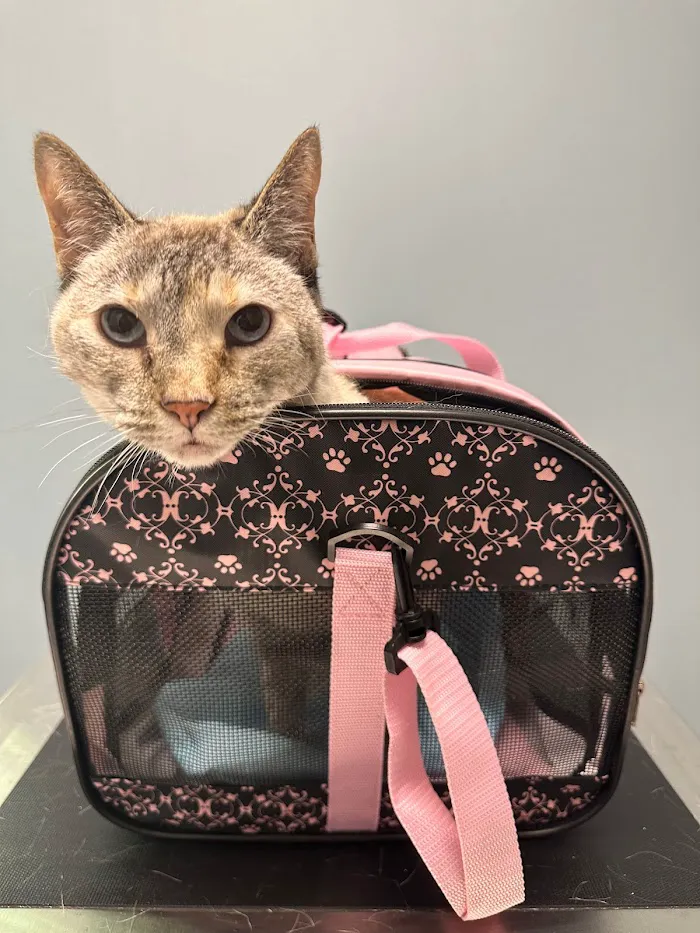 The Heights Veterinary Clinic 12