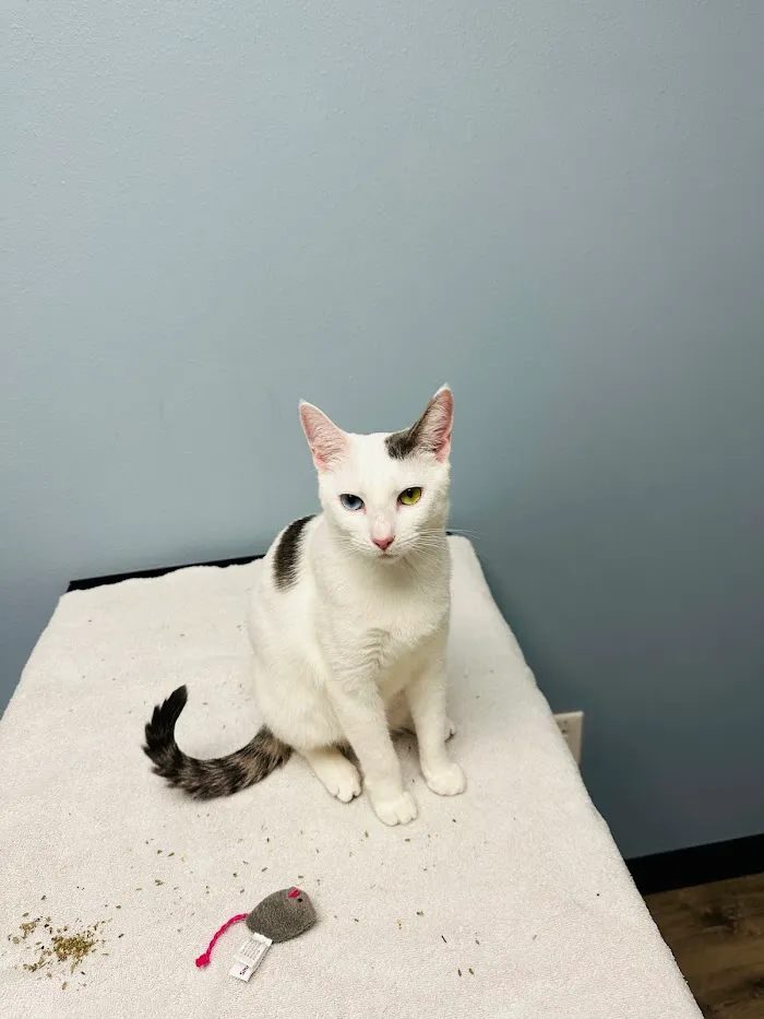 The Heights Veterinary Clinic 12