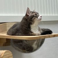 GoodVets Fish Hawk ico