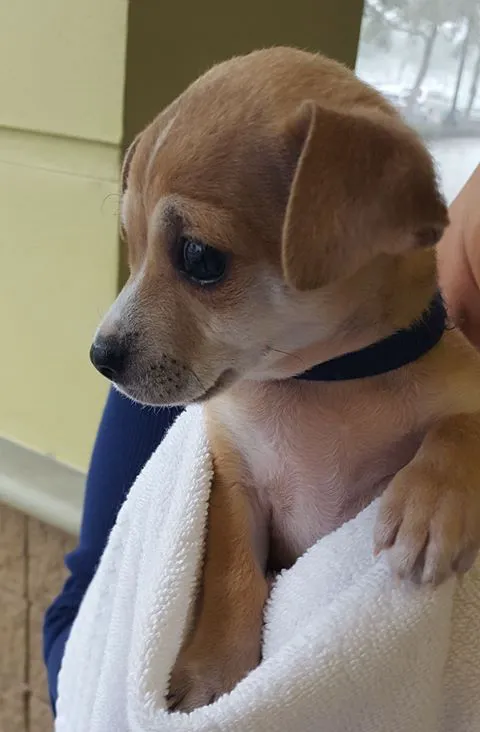 Mobile Pet Hospital 12