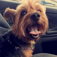 Tampa Mobile Veterinary Services, LLC / Jeanne Hart, DVM ico