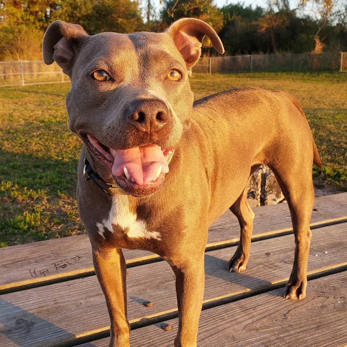 South Tampa Veterinary Care 12
