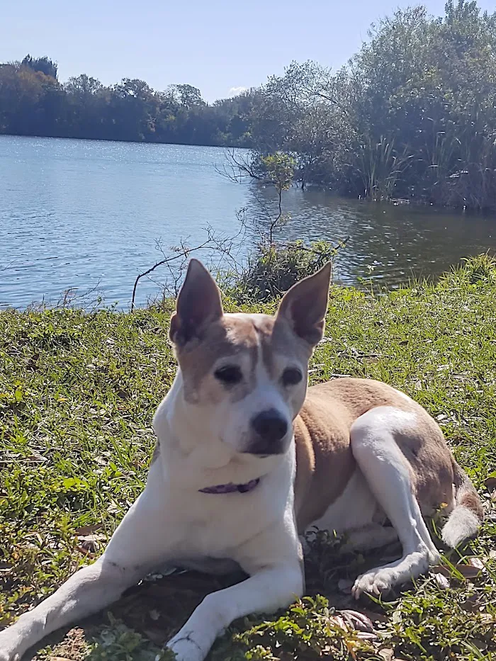 South Tampa Veterinary Care 12