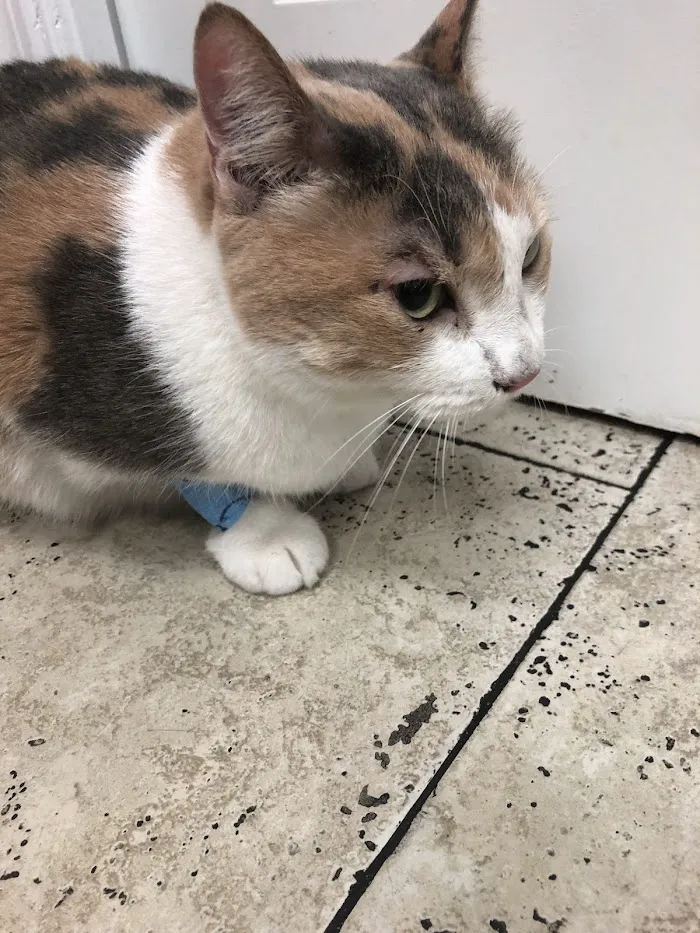 South Tampa Veterinary Care 12