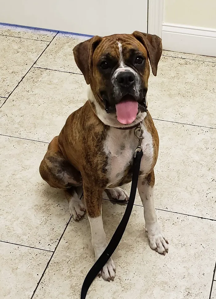South Tampa Veterinary Care 12