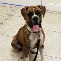 South Tampa Veterinary Care ico