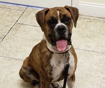 South Tampa Veterinary Care