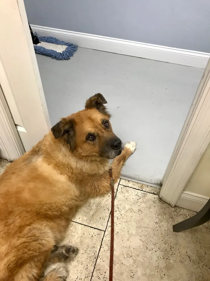 South Tampa Veterinary Care 12