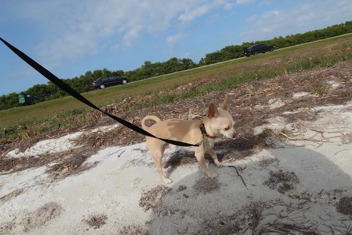 South Tampa Veterinary Care 12