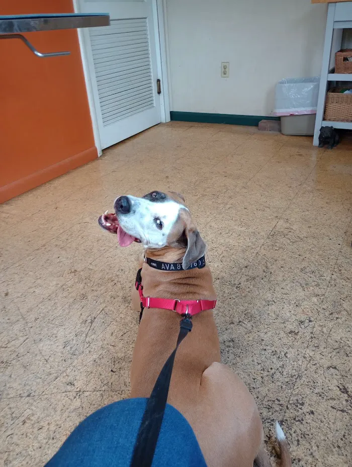 Collins veterinary services 12