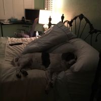 Collins veterinary services ico