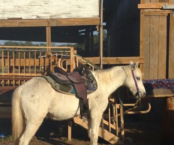 Country Animal Clinic