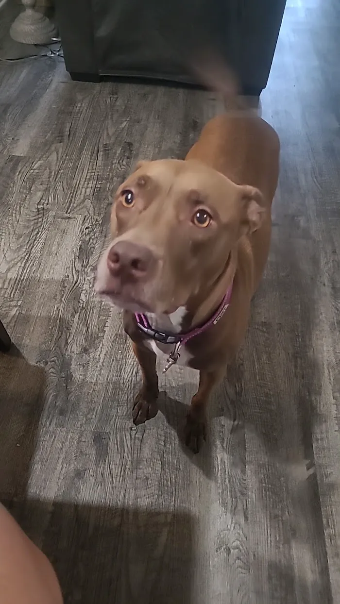Morgan Animal Hospital 12