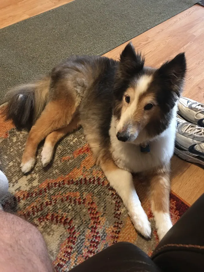 Morgan Animal Hospital 12