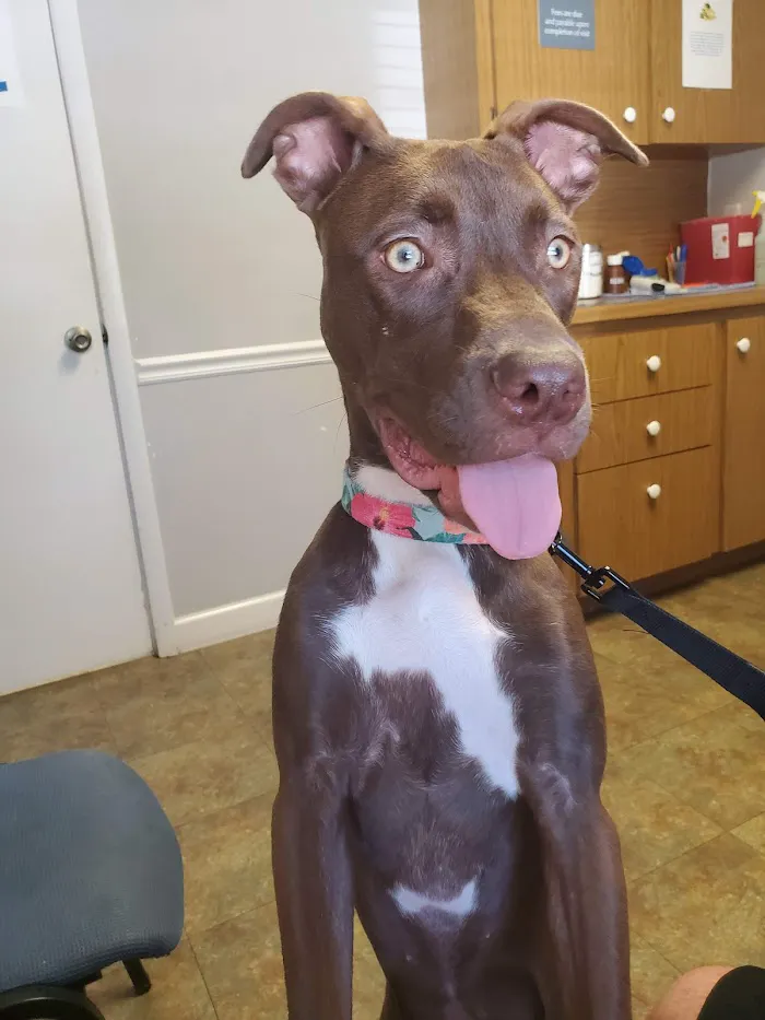 Morgan Animal Hospital 12