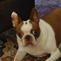 Morgan Animal Hospital ico