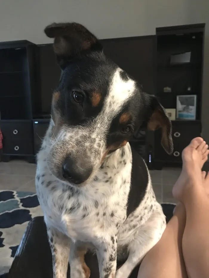 Morgan Animal Hospital 12