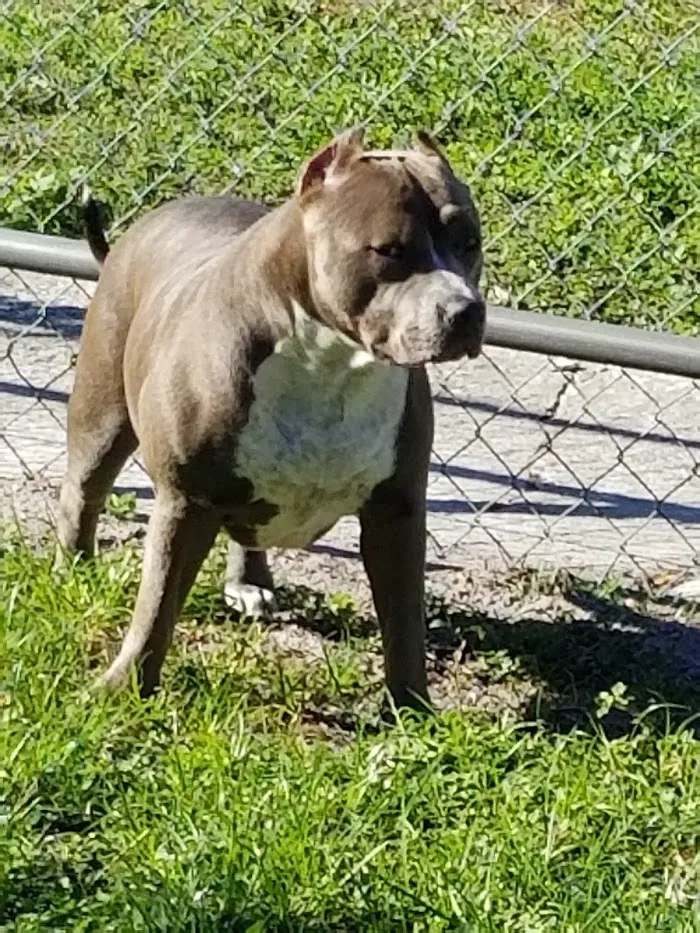 Morgan Animal Hospital 12
