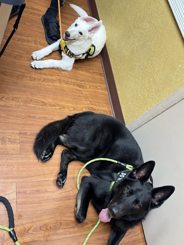 Noah's Ark Animal Hospital 12