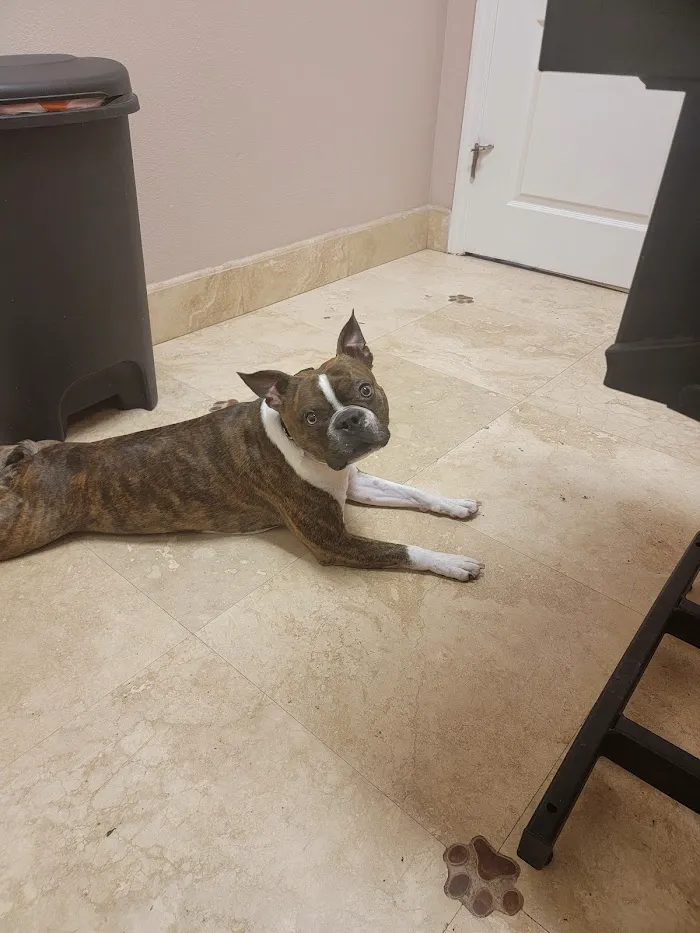 Fish Hawk Animal Clinic 12