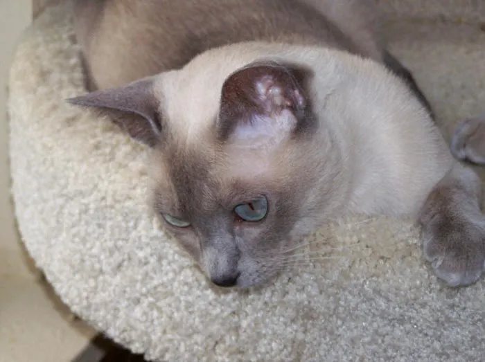 Four Paws Veterinary Hospital 12