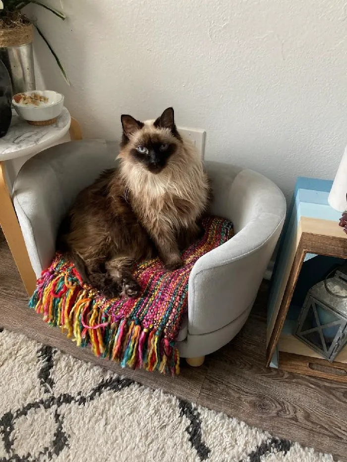 Four Paws Veterinary Hospital 12
