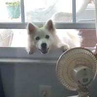 Bay Area Veterinary Care ico