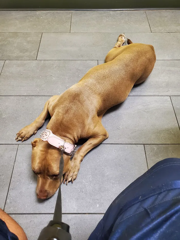 Banfield Pet Hospital 12