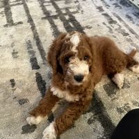 Veterinary Center at Fishhawk ico