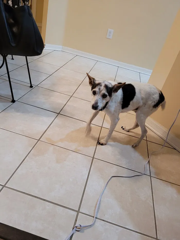 Bloomingdale Animal Hospital 12