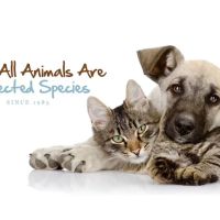 Bloomingdale Animal Hospital ico