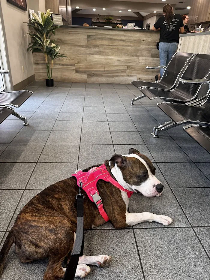 Bloomingdale Animal Hospital 12