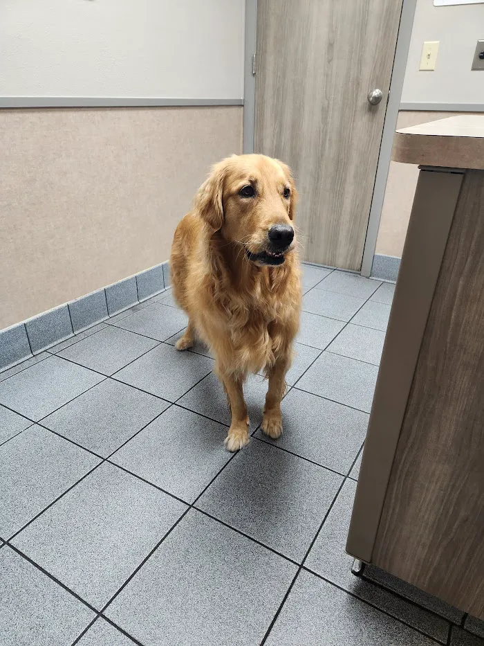 Bloomingdale Animal Hospital 12