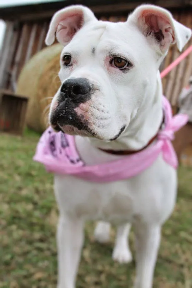 Animal Medical Center 12