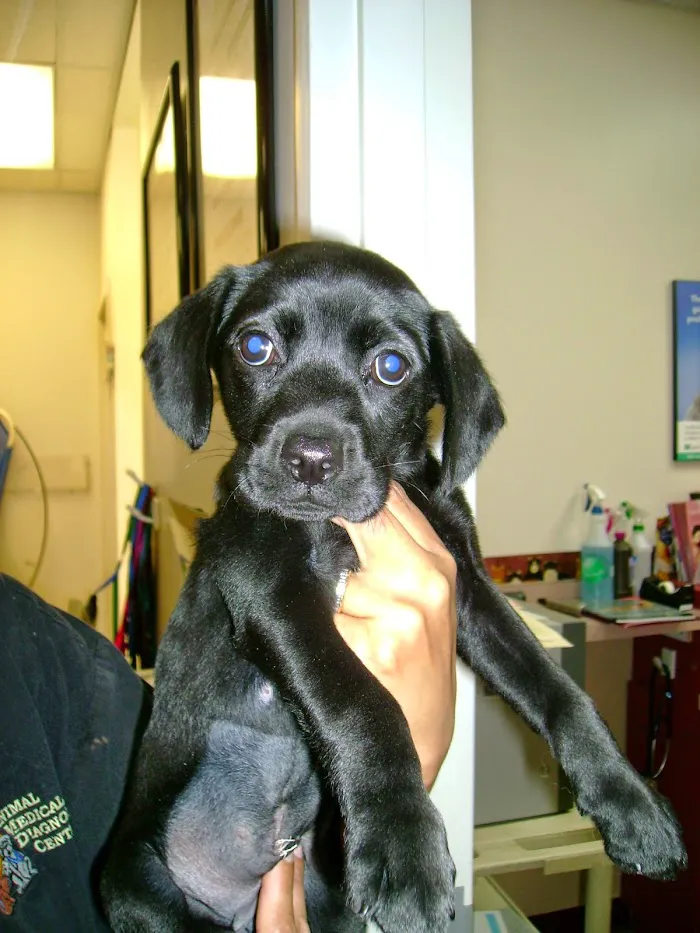 Animal Medical Center 12