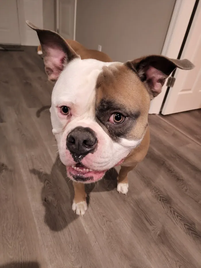 Animal Medical Center 12