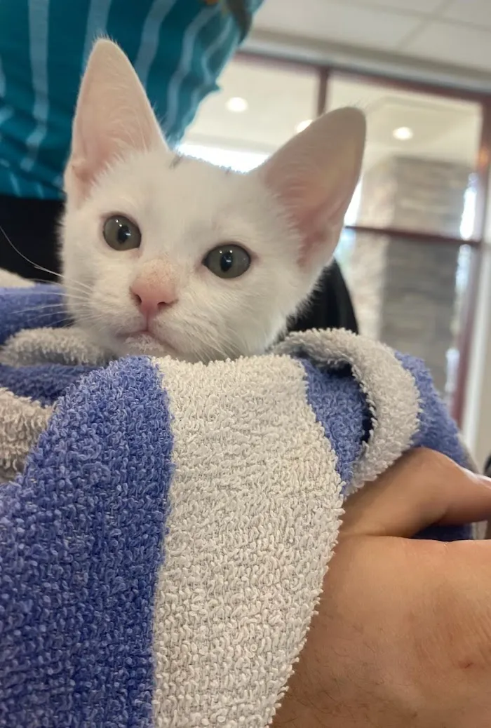 Animal Medical Center 12
